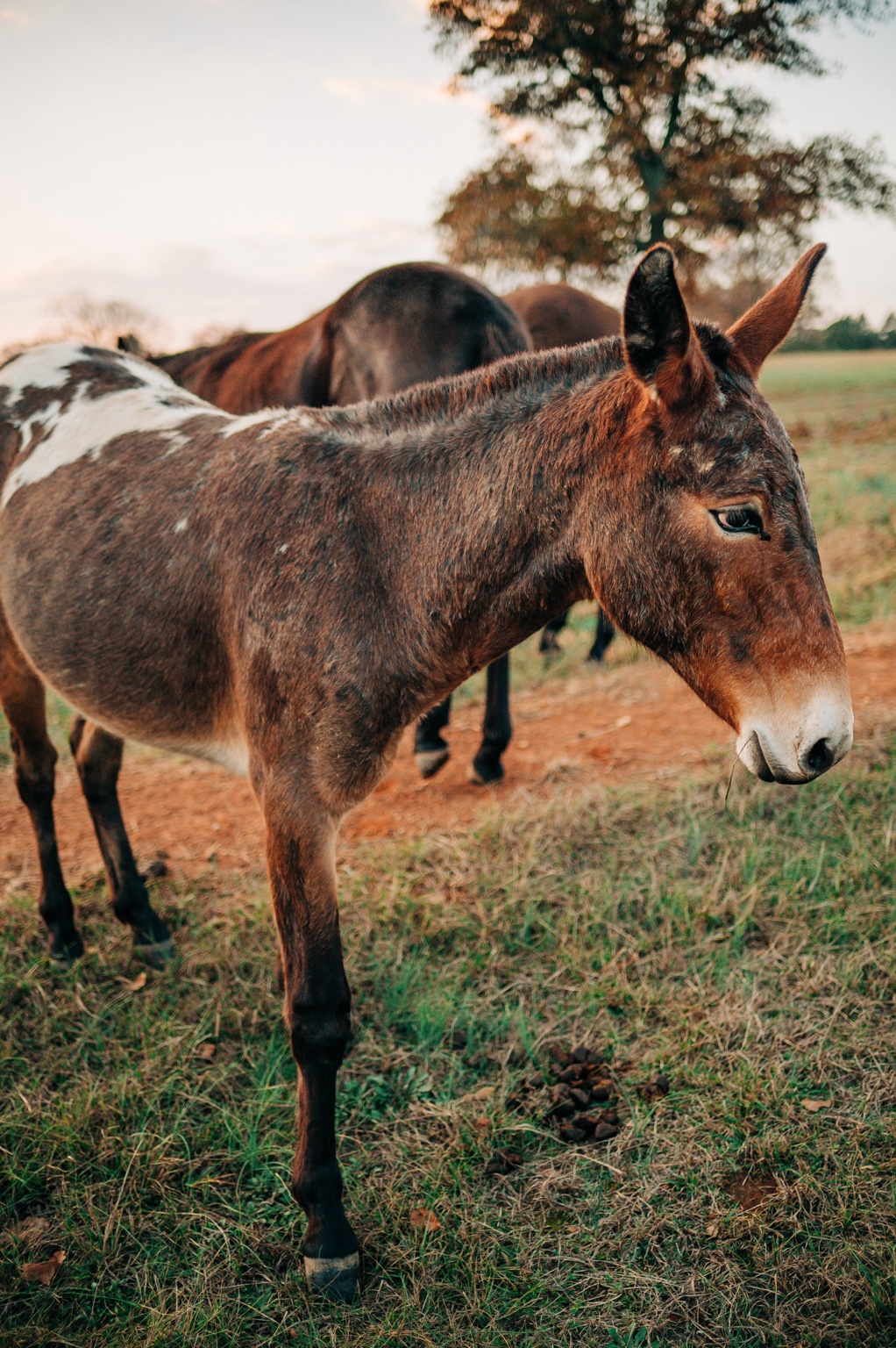 A long-eared member of the herd in the pasture