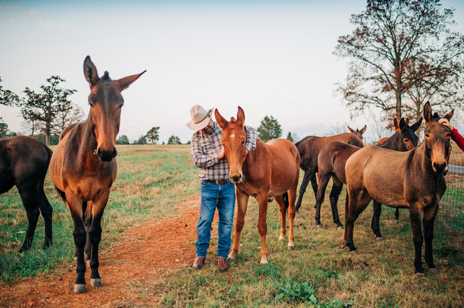 Keith spending time with the herd in a Piney Creek Farm pasture