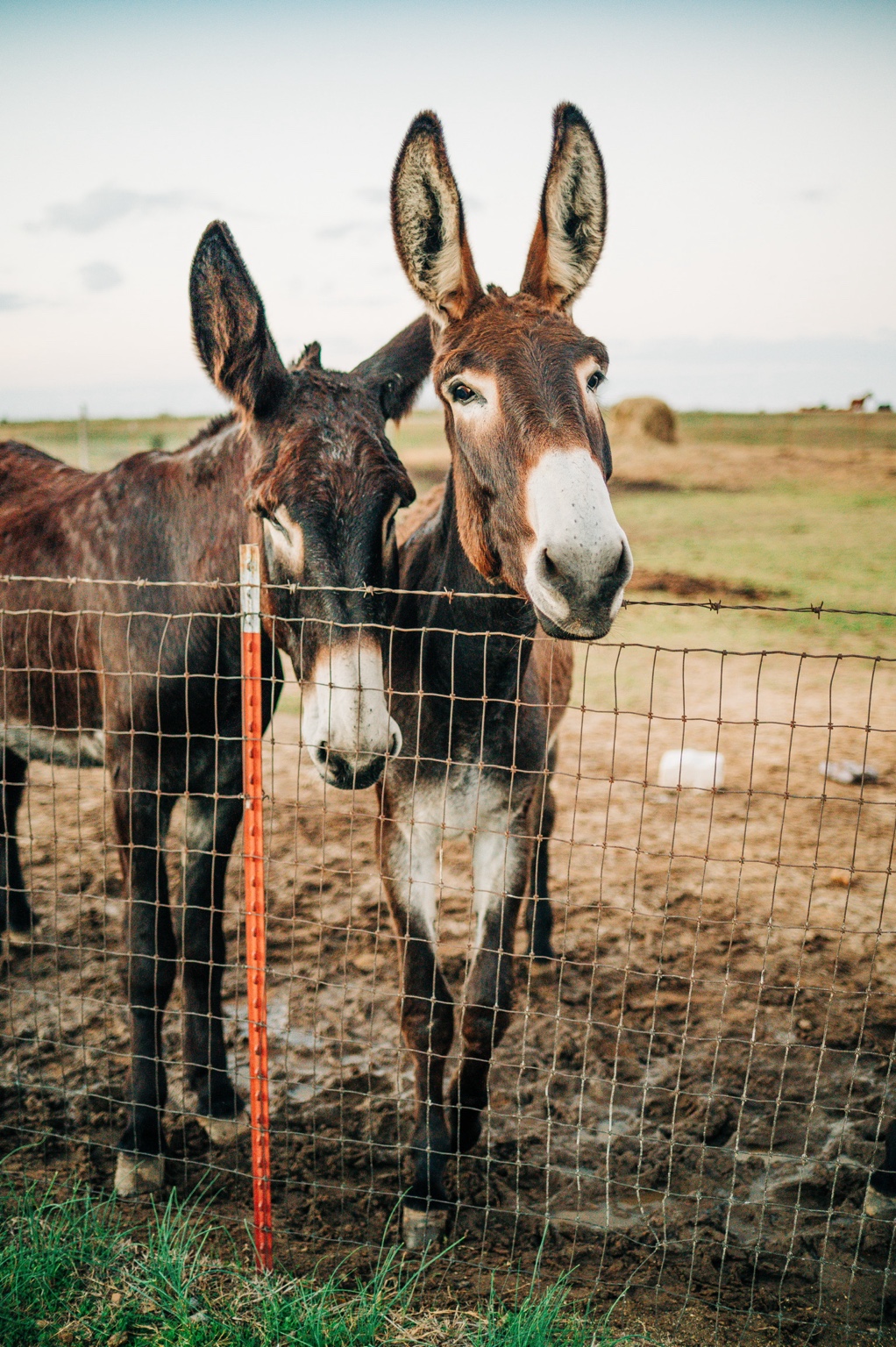 Two animals at the pasture fence