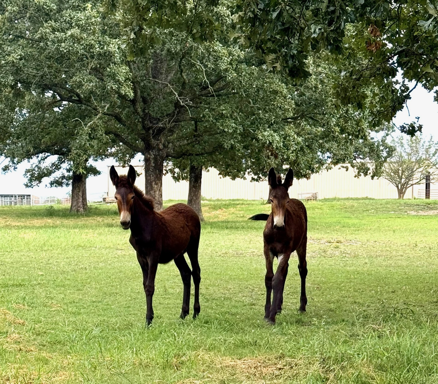 Young animals together beneath a pasture tree